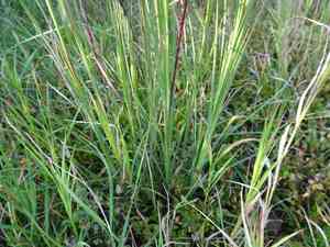 Broomsedge bluestem(Andropogon virginicus)