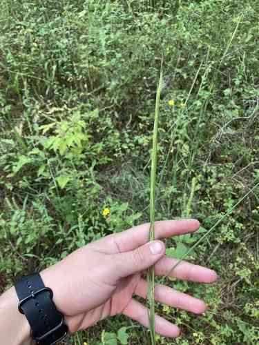 Broomsedge bluestem(Andropogon virginicus)