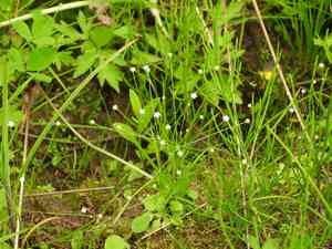 Filiform rockjasmine(Androsace filiformis)