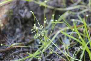 Filiform rockjasmine(Androsace filiformis)