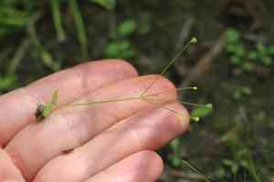 Filiform rockjasmine(Androsace filiformis)
