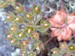 Large rock jasmine(Androsace maxima)