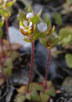 Large rock jasmine(Androsace maxima)