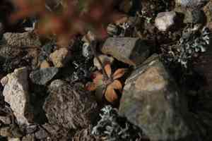 Large rock jasmine(Androsace maxima)