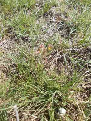 Large rock jasmine(Androsace maxima)