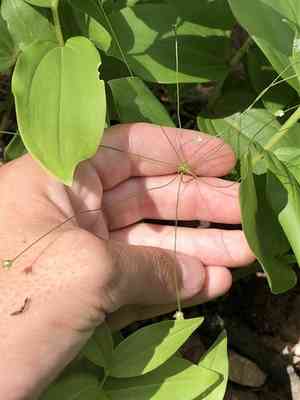 Pygmyflower rockjasmine(Androsace septentrionalis)