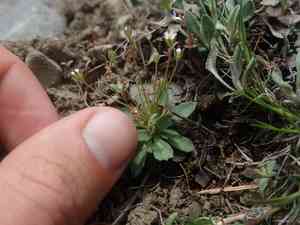 Pygmyflower rockjasmine(Androsace septentrionalis)