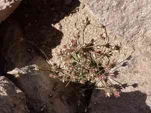 Pygmyflower rockjasmine(Androsace septentrionalis)