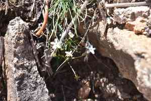 Pygmyflower rockjasmine(Androsace septentrionalis)