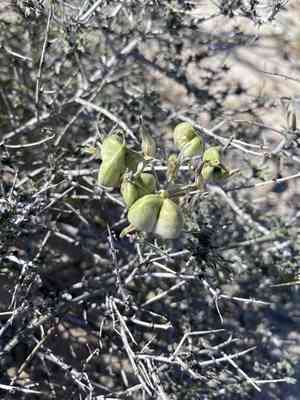 Pink funnel lily(Androstephium breviflorum)