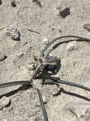 Pink funnel lily(Androstephium breviflorum)