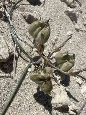 Pink funnel lily(Androstephium breviflorum)