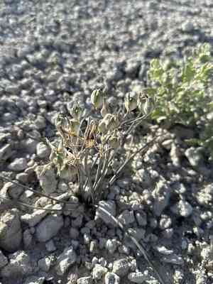 Pink funnel lily(Androstephium breviflorum)