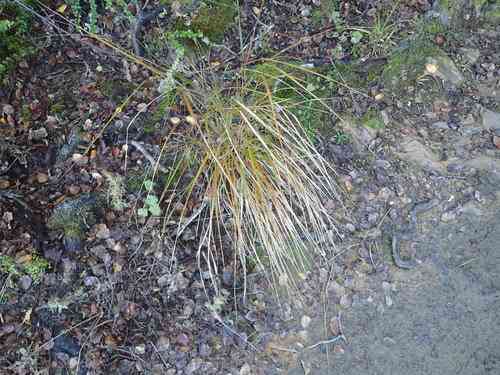Pheasant's tail grass(Anemanthele lessoniana)