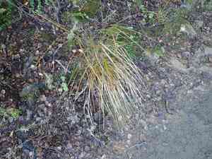 Pheasant's tail grass(Anemanthele lessoniana)