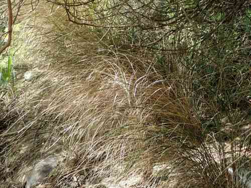 Pheasant's tail grass(Anemanthele lessoniana)
