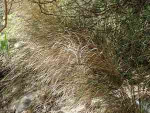 Pheasant's tail grass(Anemanthele lessoniana)