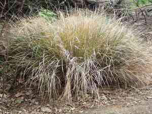 Pheasant's tail grass(Anemanthele lessoniana)