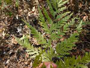 Pineland fern(Anemia adiantifolia)