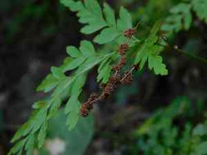 Pineland fern(Anemia adiantifolia)