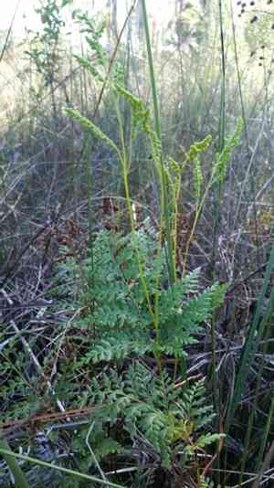 Pineland fern(Anemia adiantifolia)
