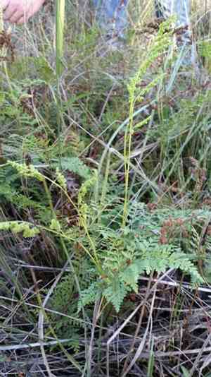 Pineland fern(Anemia adiantifolia)