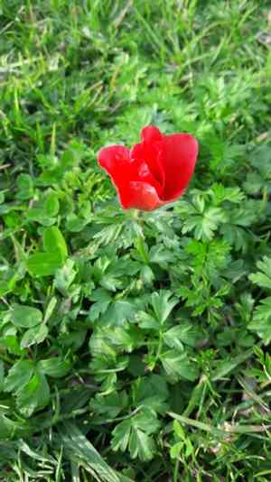 Poppy anemone(Anemone coronaria)