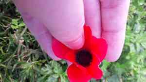 Poppy anemone(Anemone coronaria)
