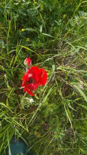 Poppy anemone(Anemone coronaria)