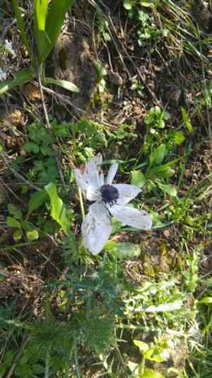 Poppy anemone(Anemone coronaria)