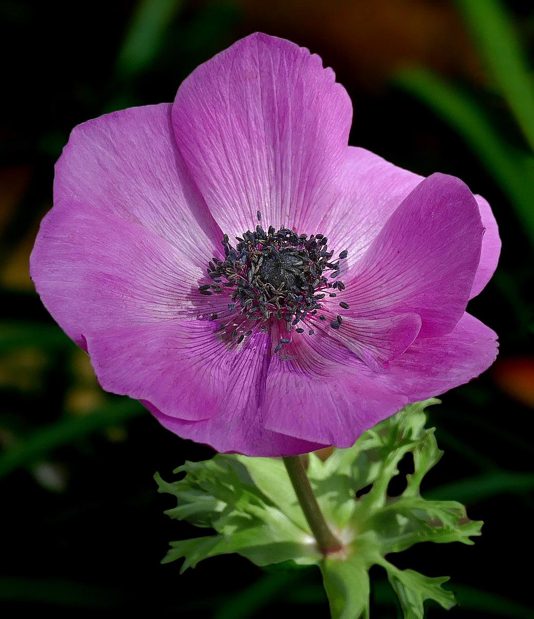 Poppy anemone