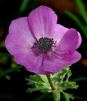 Poppy anemone(Anemone coronaria)