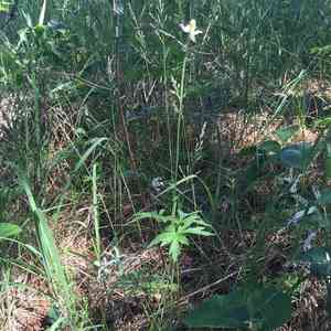 Candle anemone(Anemone cylindrica)