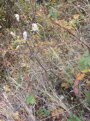Candle anemone(Anemone cylindrica)