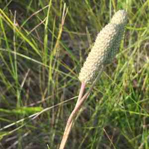 Candle anemone(Anemone cylindrica)