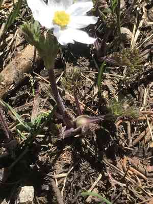 Drummond's anemone(Anemone drummondii)