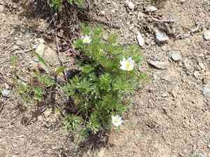 Drummond's anemone(Anemone drummondii)