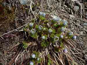 Drummond's anemone(Anemone drummondii)