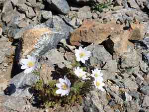 Drummond's anemone(Anemone drummondii)