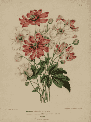 Anemone hupehensis(Anemone hupehensis)