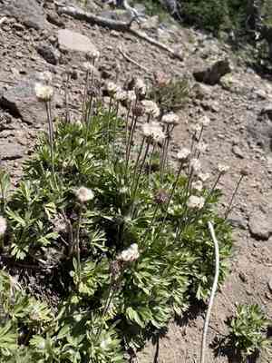 Cutleaf anemone(Anemone multifida)