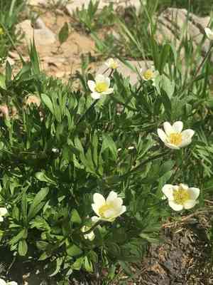 Cutleaf anemone(Anemone multifida)