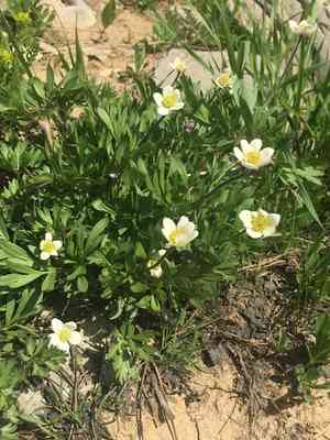 Cutleaf anemone(Anemone multifida)