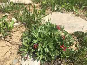 Cutleaf anemone(Anemone multifida)