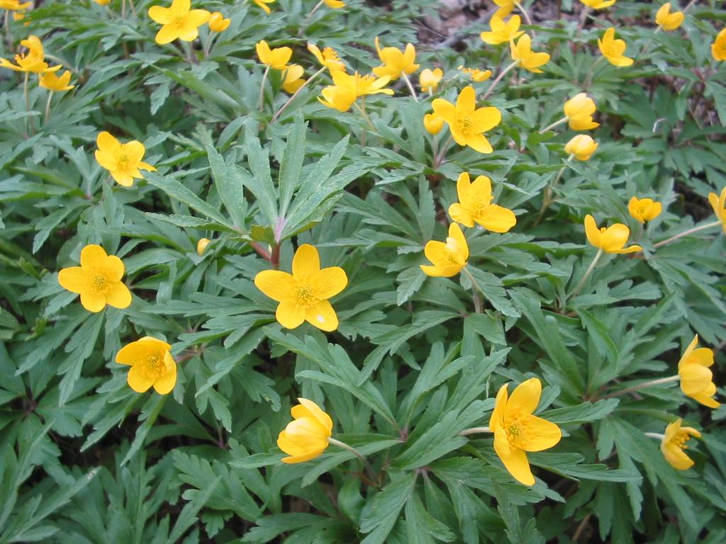 Yellow wood anemone (Anemone ranunculoides) Care Guide: Pests, Diseases ...
