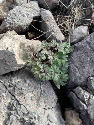 Tuber anemone(Anemone tuberosa)