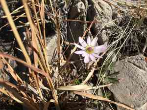 Tuber anemone(Anemone tuberosa)