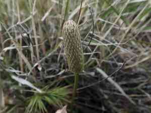Tuber anemone(Anemone tuberosa)