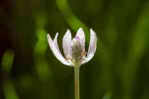 Tuber anemone(Anemone tuberosa)
