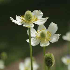 Tall Thimbleweed(Anemone virginiana)
